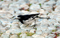 Image of: Motacilla alba (white wagtail)