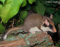 Eliomys quercinus - Garden Dormouse