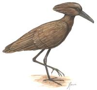 Image of: Scopus umbretta (hamerkop)