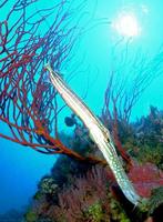 Image of: Aulostomus chinensis (painted flute mouth)