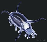 Image of: Scotoplanes globosa