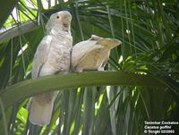 Tanimbar Corella - Cacatua goffiniana