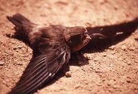 Black-nest Swiftlet - Collocalia maxima