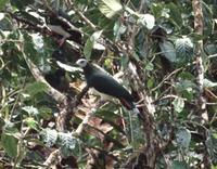 White-bellied Imperial Pigeon - Ducula forsteni