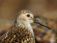 Dunlin - Calidris alpina