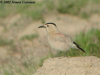 Mongolian Ground-jay - Podoces hendersoni