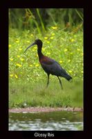 Glossy Ibis