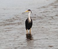 Pied Heron - Egretta picata