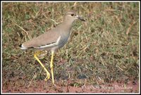 White-tailed Lapwing - Vanellus leucurus