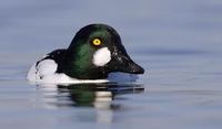 Common Goldeneye (Bucephala clangula) photo