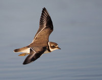 Semipalmated Plover (Charadrius semipalmatus) photo