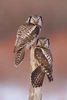 Northern Hawk Owl (Surnia ulula) photo