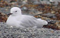 Black-billed Gull - Larus bulleri