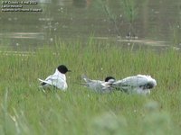 Little Gull - Larus minutus