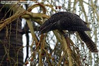 Asian Koel - Eudynamys scolopacea