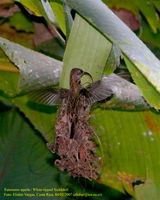 White-tipped Sicklebill - Eutoxeres aquila