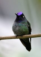 Violet-headed Hummingbird - Klais guimeti