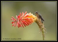 Speckled Hummingbird - Adelomyia melanogenys