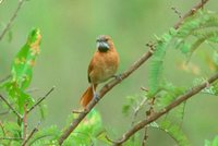 Hoary-throated Spinetail - Synallaxis kollari