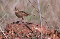 Malabar Lark - Galerida malabarica