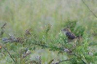 Wailing Cisticola - Cisticola lais