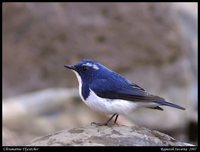 Ultramarine Flycatcher - Ficedula superciliaris