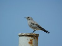 Blackstart - Cercomela melanura