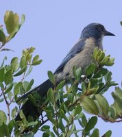 Florida Scrub-Jay - Aphelocoma coerulescens