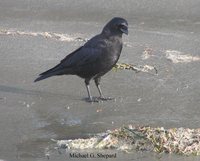 Northwestern Crow - Corvus caurinus