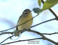 Philadelphia Vireo - Vireo philadelphicus