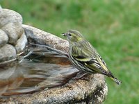 Eurasian Siskin - Carduelis spinus