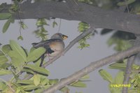 Yellow-billed Grosbeak - Eophona migratoria