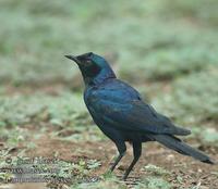 ...Lamprotornis mevesii UK: Meves' Meves's Glossy-Starling Longtailed Starling DK: Mopaneglansst?r 