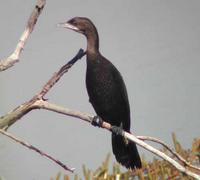 Pygmy Cormorant at Aammiq