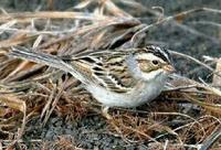 Clay-colored Sparrow