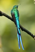 Long-tailed sylph