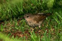 Pale-breasted  thrush   -   Turdus  leucomelas   -