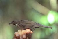 White-necked thrush