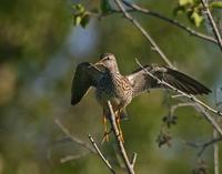 Lesser Yellowlegs