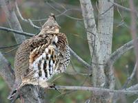 Ruffed Grouse