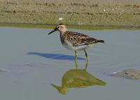 Pectoral Sandpiper at Ceres STP - 9/15/05 © 2005 Jim Gain