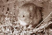 HEATHER VOLES  (Phenacomys intermedius)