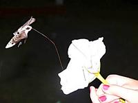 Hawk Moth (Taken by Josie Briggs, 12 years old)