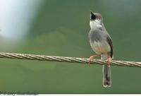 Grey-breasted Prinia