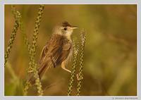 Plain Prinia
