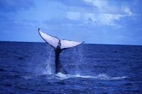 MAMMIFERES MARINS : ATLANTIQUE BANC D ARGENT BALEINE A BOSSE OU JUBARTE MEGAPTERA NOVAEANGLIAE