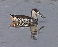 Pink-eared Duck