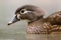 003989 - Aix sponsa (Wood Duck)