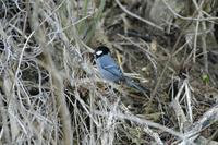 和名　リュウキュウシジュウカラ　　琉球四十雀