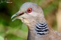 Streptopelia orientalis , 멧비둘기 - Oriental Turtle Dove